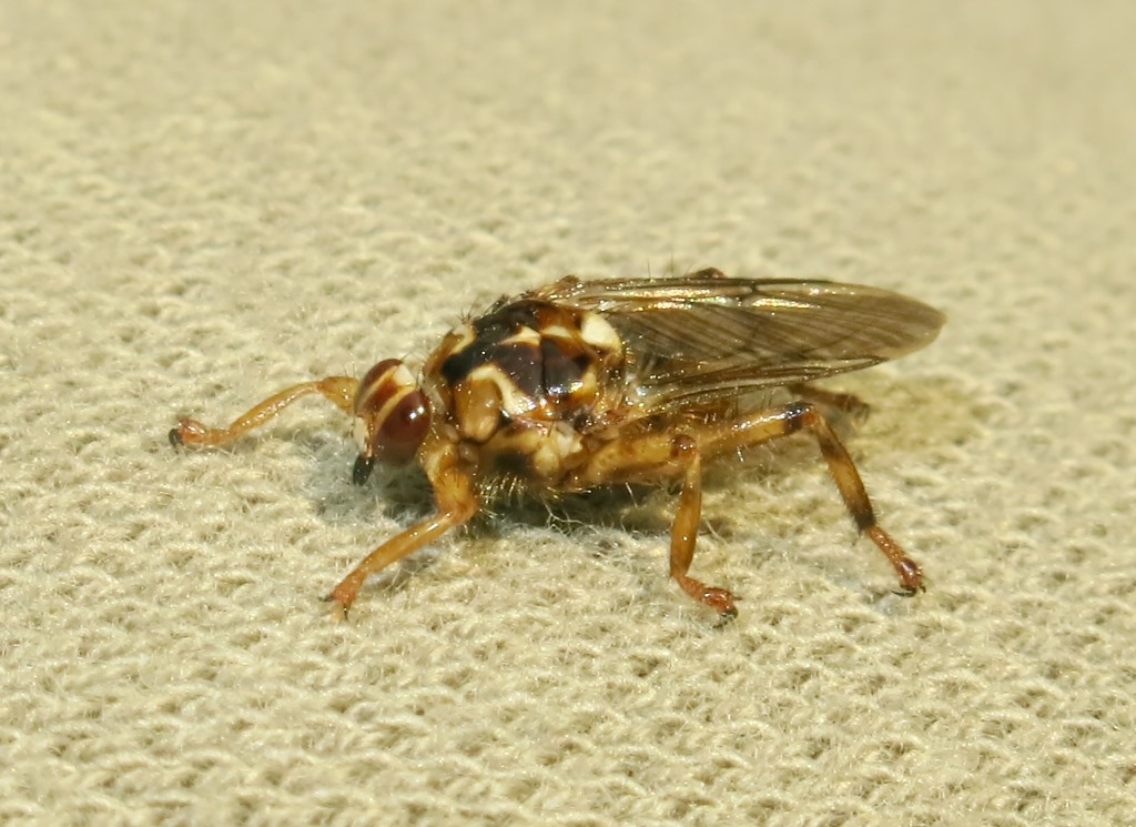 Hippoboscidae - Hippobosca equina